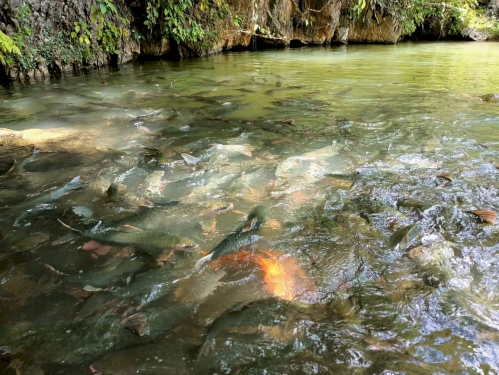Nước ở suối trong vắt